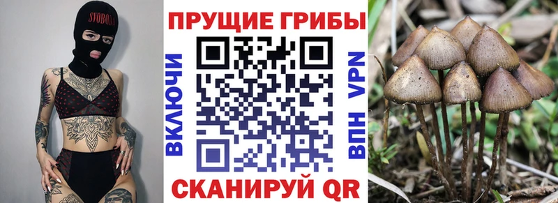 Галлюциногенные грибы Psilocybine cubensis  Бор 